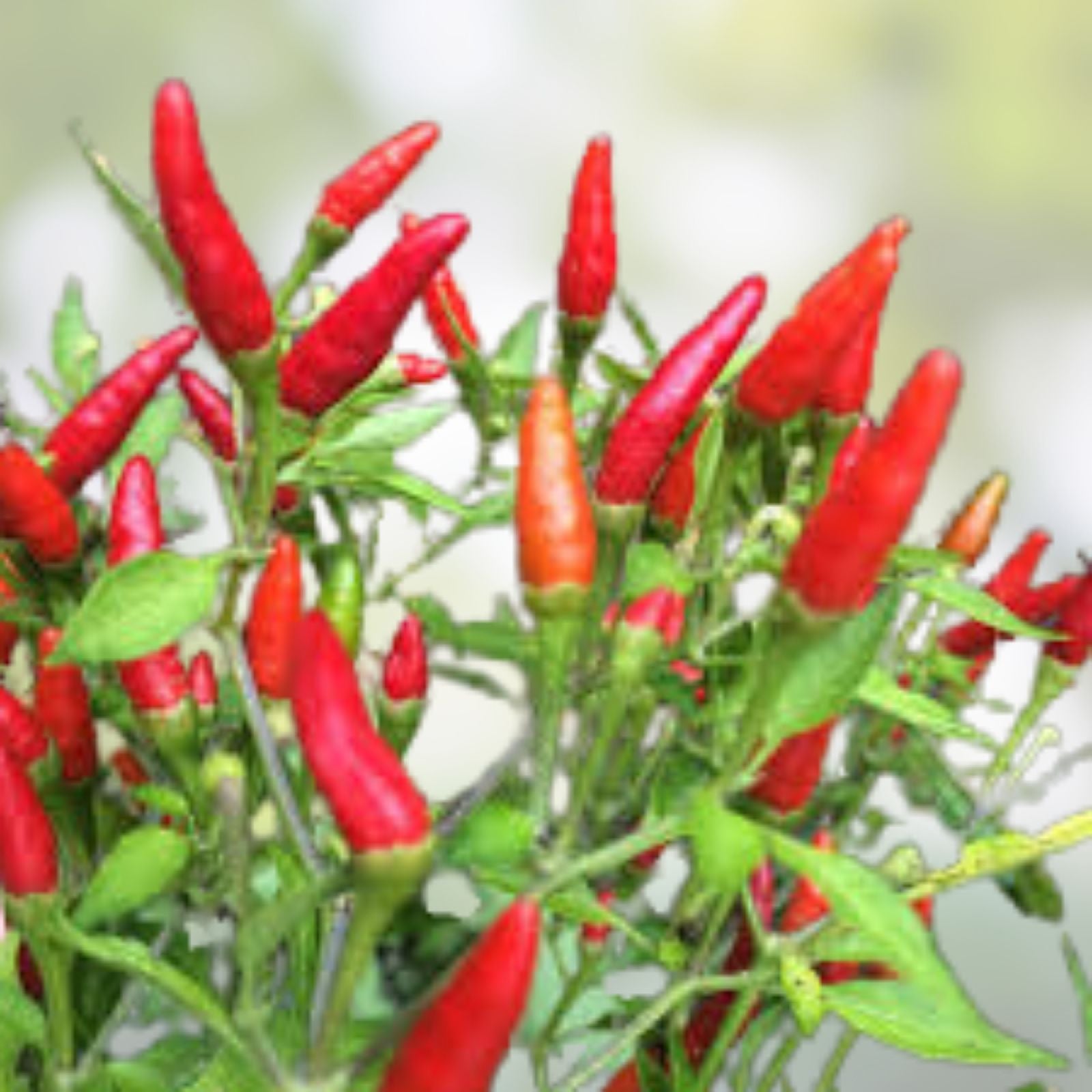 Thai Hot Pepper Seeds 20 Heirloom Capsicum annuum Chili Plants Spicy Ornamental Patio Garden Starter