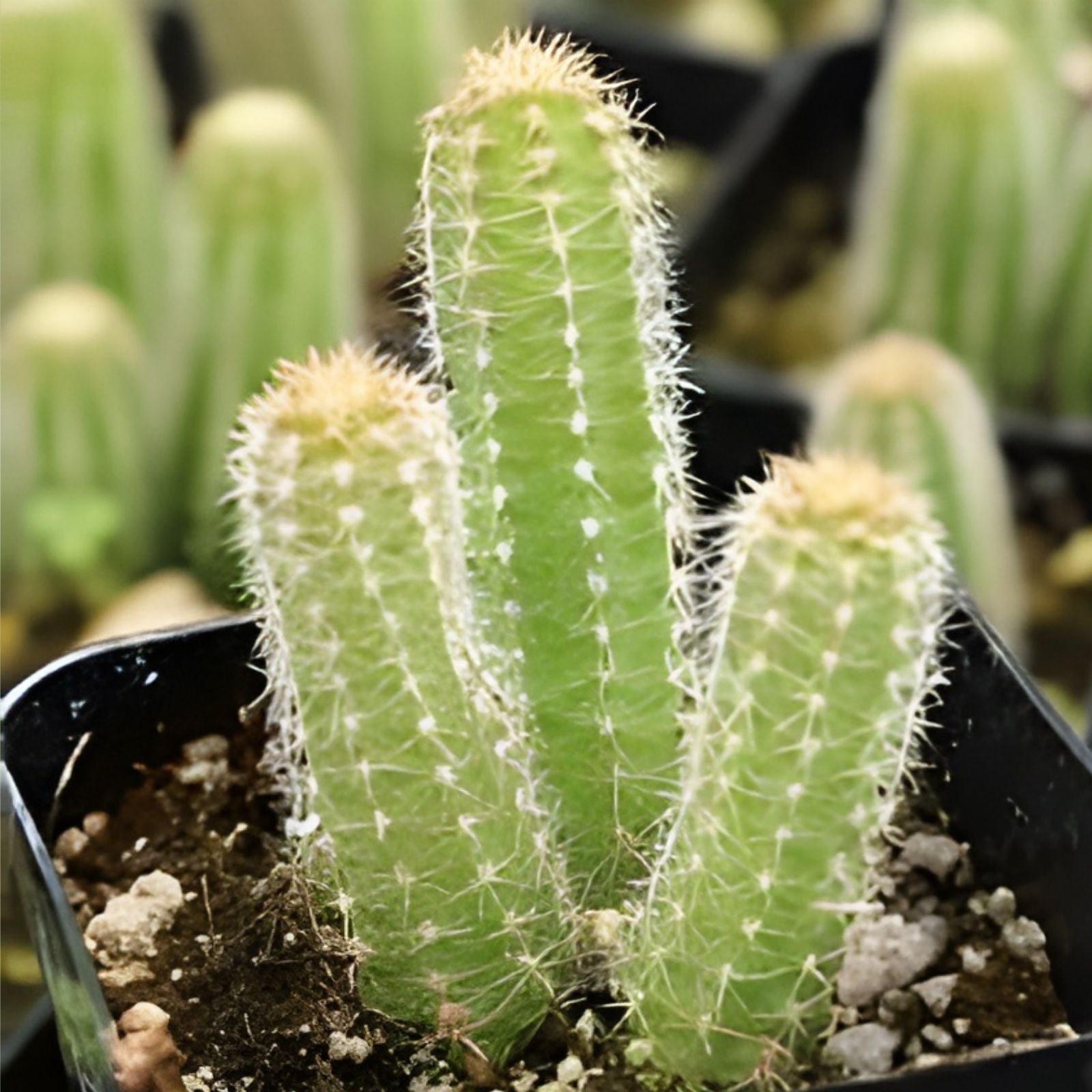 Cactus Cutting Succulent Propagation Plant Echinopsis spp. Indoor Garden Variety #5