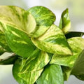Rooted Pothos Cuttings 10 Pack, Easy Care Indoor Plant, Epipremnum aureum, Green Vine, Houseplant, Live Plant Cuttings