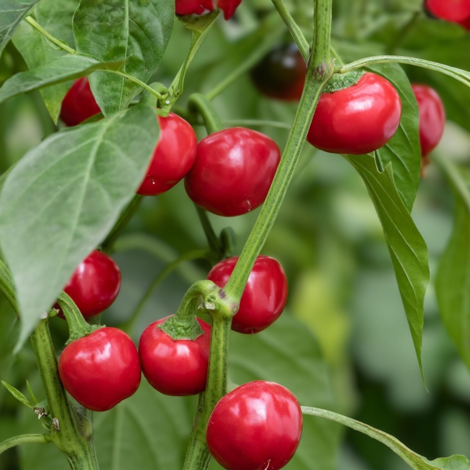 Red Sweet Cherry Pepper Seeds, Heirloom Non-GMO Capsicum annuum, 500+ Live Plant Cuttings, Sweet Cherry Pepper Starter Plant
