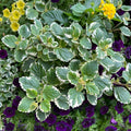 Succulent Cuttings Plectranthus coleoides Variegata Live Plant Green White Foliage Swedish Ivy Houseplant Heat Tolerant Deer Resistant
