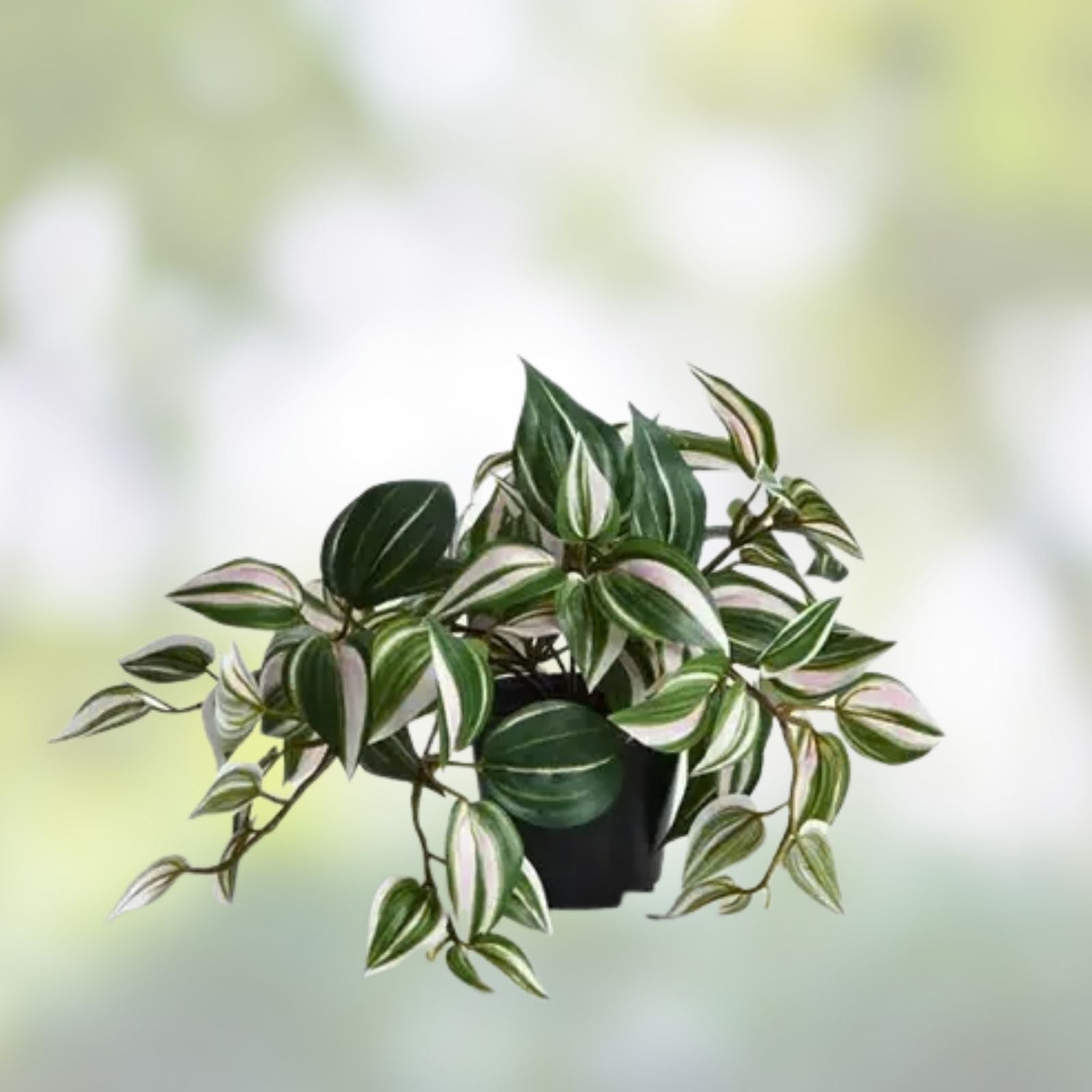 Wandering Jew Plant - Rooted Green Tradescantia Fluminensis Indoor Houseplant - Low Maintenance, Easy Care, Easy to Grow