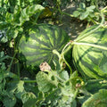 Sugar Baby Watermelon Seeds 500 Count Heirloom Non-GMO Citrullus lanatus Fruit Plant Seeds for Garden, Grow Your Own Watermelon
