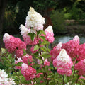 Hydrangea paniculata Vanilla Strawberry Live Plant Cuttings 5+2 Free Starter Plant Bare Root Houseplant