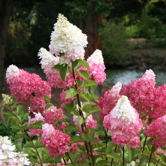 Hydrangea paniculata Vanilla Strawberry Live Plant Cuttings 5+2 Free Starter Plant Bare Root Houseplant