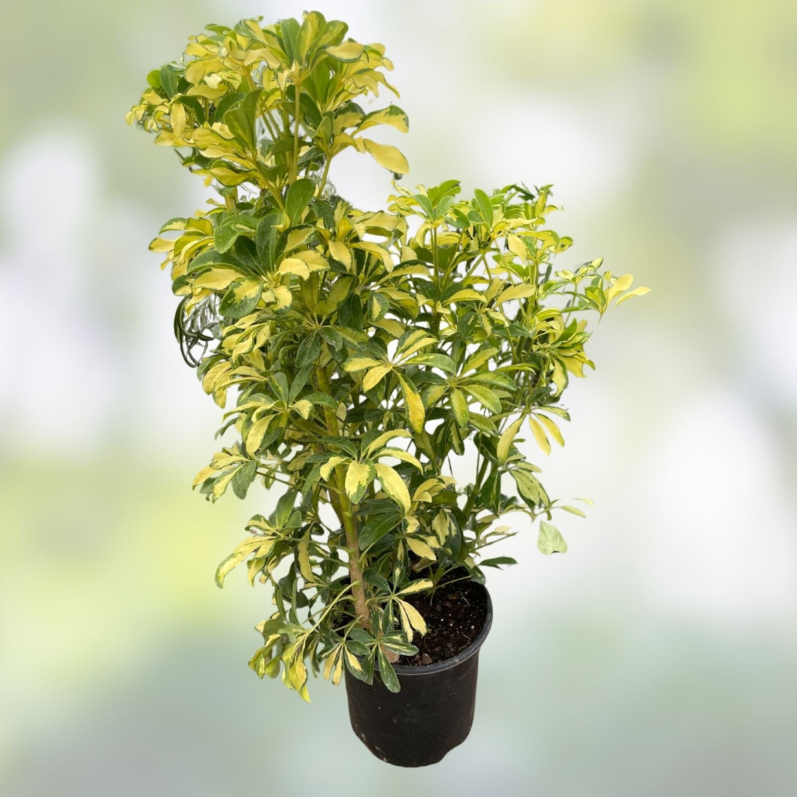 Variegated Schefflera Arboricola Cuttings - Live Indoor Houseplant Starter Plants, Tropical Shrubs, Unrooted, Houseplant Decor