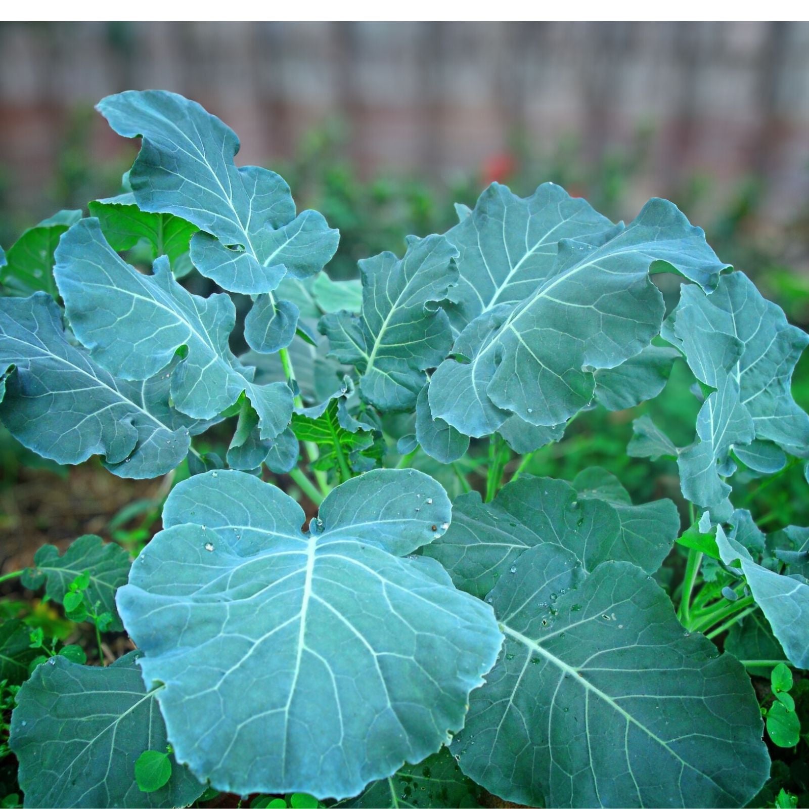 Collard Greens Seeds 1000 Pack Non-GMO Brassica oleracea var. viridis Vegetable Seeds, Heirloom, Live Plant, Starter Plant, Cutting
