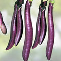 Long Purple Eggplant Seeds 500 Count Heirloom Non-GMO Solanum melongena Vegetable Garden Starter Plant