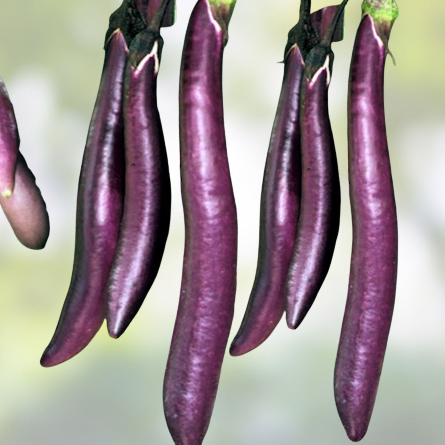 Long Purple Eggplant Seeds 500 Count Heirloom Non-GMO Solanum melongena Vegetable Garden Starter Plant