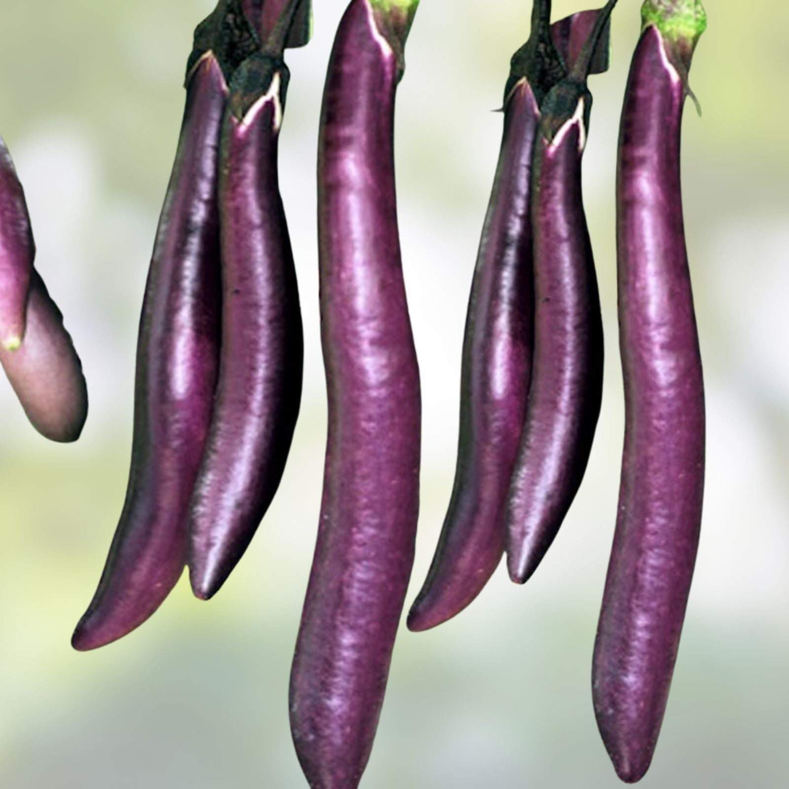 Long Purple Eggplant Seeds 500 Count Heirloom Non-GMO Solanum melongena Vegetable Garden Starter Plant