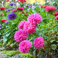 Aster Seeds Rainbow Variety 25+ Bright Vivid Garden Flower Live Plant Cutting Bare Root Starter Plant