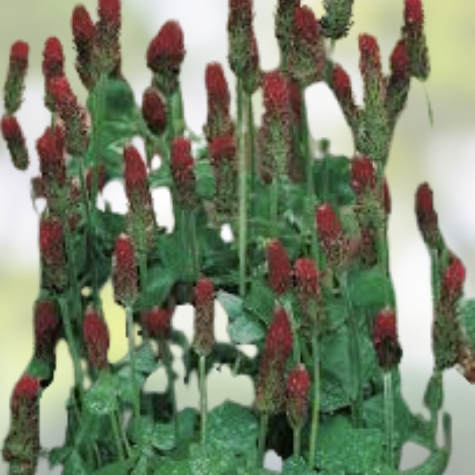 Crimson Clover Seeds 100+ Pack – Organic Green Manure Cover Crop, Trifolium incarnatum, Fertilizer Alternative, Fast Shipping