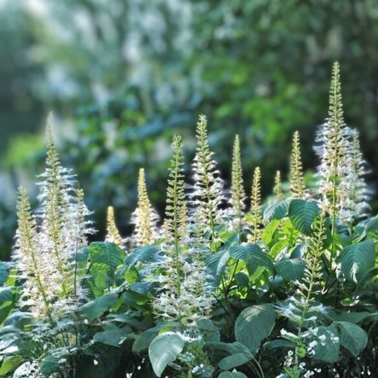 Live Bottlebrush Buckeye Plant Aesculus parviflora Bare Root Shrub 12" Shade Erosion Control Zones 4-8