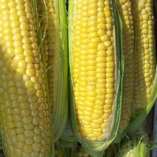 Organic Bantam Gold Sweet Corn Seeds, Non-GMO Heirloom Zea mays Planting Starter Pack