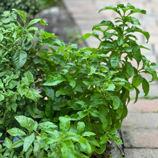 Long Leaf Sissoo Spinach Cutting, Brazilian Spinach Samba Bayam, Live Plant, Home Gardening, Edible Leaf Plant