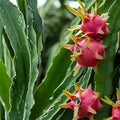 Dragon Fruit Cuttings Valdivia Roja Hylocereus undatus 5-7 Inch Live Plant Starter Bare Root Houseplant