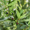 Bay Laurel Tree Cuttings - 10 Stem Propagation Set - Culinary Herb - Bay Leaf Plant - Live Starter Plant - Herb Garden Supplies