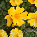 Lemon Twist Portulaca Oleracea Succulent Plant, Colorful Purslane, Indoor Outdoor Live Plant, Easy Care, US Seller
