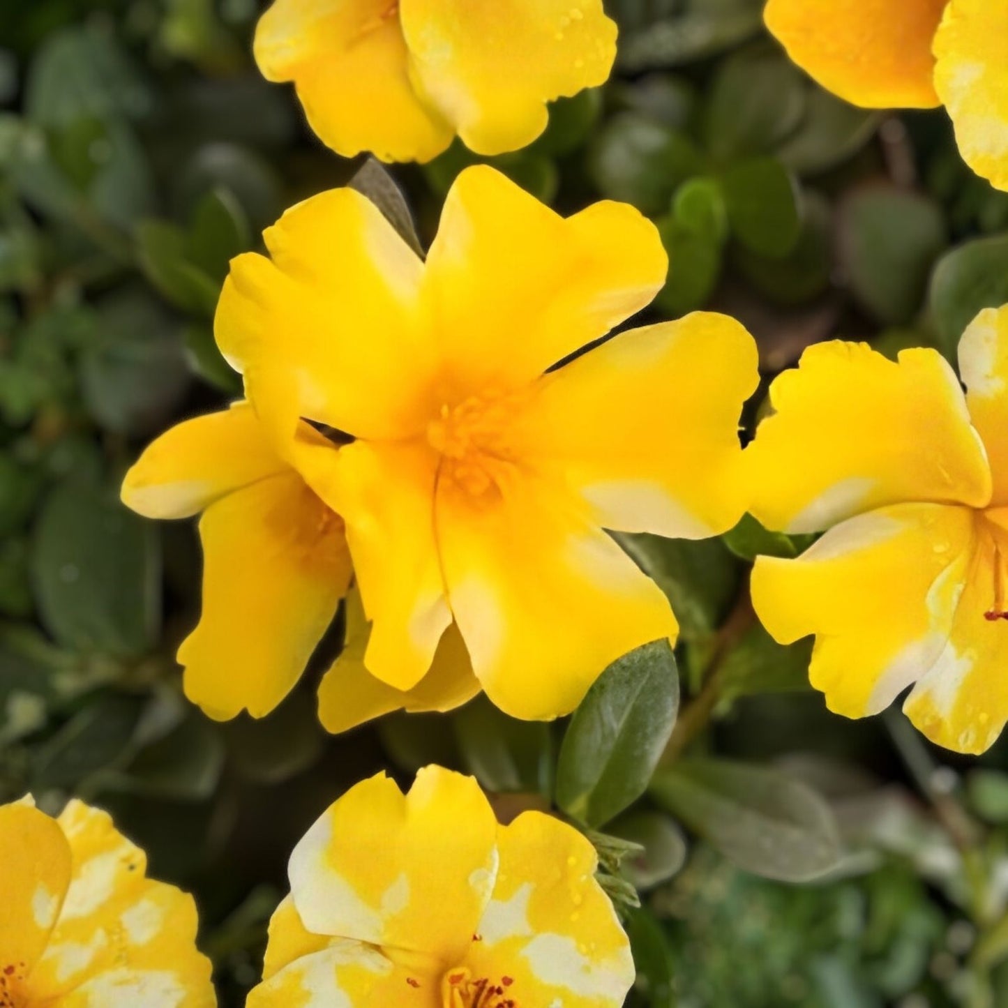 Lemon Twist Portulaca Oleracea Succulent Plant, Colorful Purslane, Indoor Outdoor Live Plant, Easy Care, US Seller