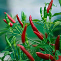 Thai Hot Pepper Seeds, Capsicum annuum, Heirloom Non-GMO, Spicy Culinary Pepper, 100+ Live Plant Cuttings, Gardening Starter