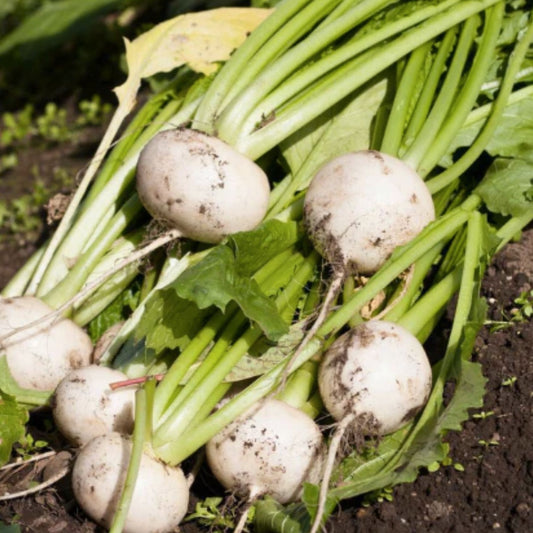 Organic White Egg Turnip Seeds Non-GMO Heirloom Vegetable Seeds 50+ Starter Plants for Garden