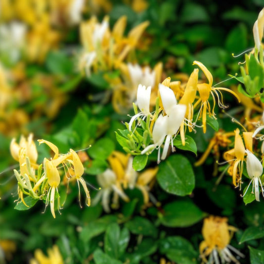 Live Honeysuckle Bush Plant – Lonicera japonica, Fragrant Hardy Ornamental Shrub, 6+ Inches, Live Plant, Garden, Landscape