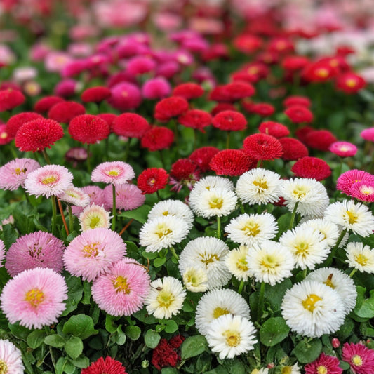 Painted Daisy Flower Seeds - 100 Count - Colorful Chrysanthemum Variety - Bellis perennis Perennial Garden Seeds