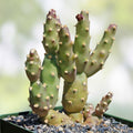 Brittle Prickly Pear Cactus Pad Cuttings 3 Pack Opuntia Fragilis Arizona Succulents Live Plant