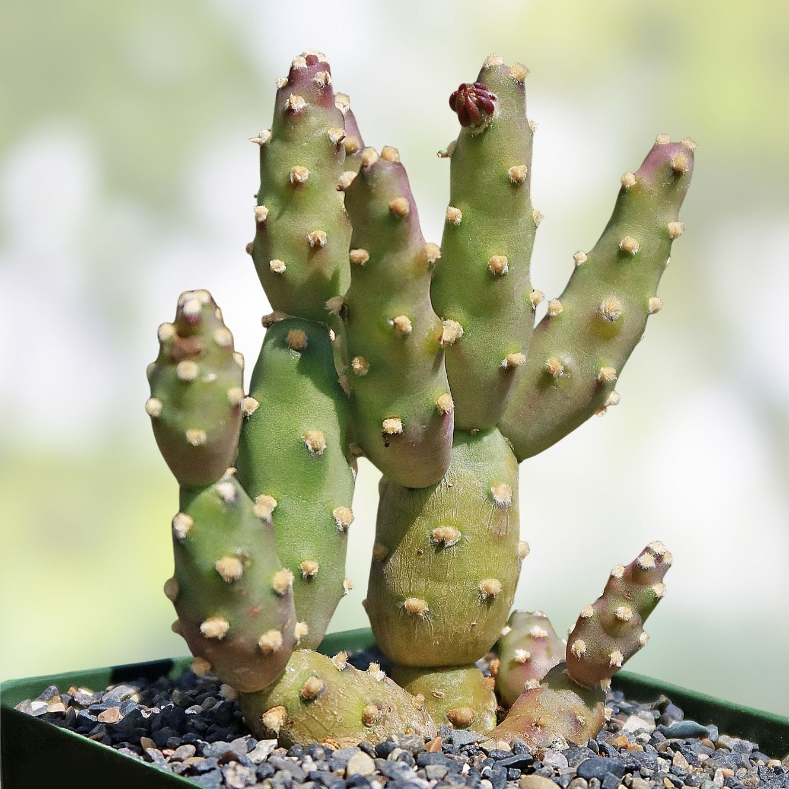 Brittle Prickly Pear Cactus Pad Cuttings 3 Pack Opuntia Fragilis Arizona Succulents Live Plant
