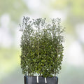 Quercus Ilex Holly Holm Oak Live Plant Mediterranean Dalmatian 26-30 Inches Bare Root Tree