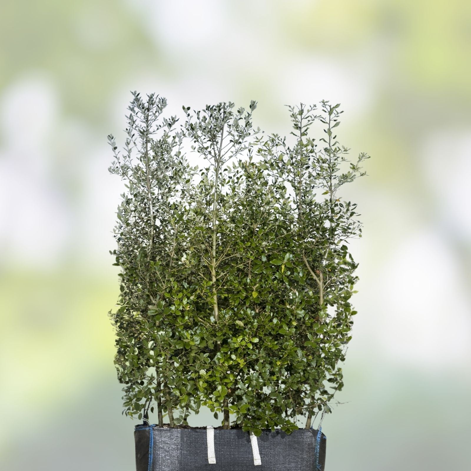 Quercus Ilex Holly Holm Oak Live Plant Mediterranean Dalmatian 26-30 Inches Bare Root Tree