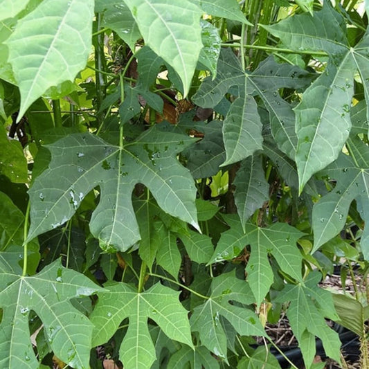 Maple Leaf Chaya Cuttings Organic Edible Plant Non-Stinging Cnidoscolus chayamansa Set of 7 Fast Shipping