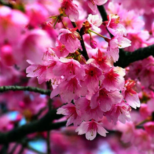 Japanese Cherry Blossom Seeds 25 Pack Prunus serrulata Pink Blooms for Garden or Bonsai Planting
