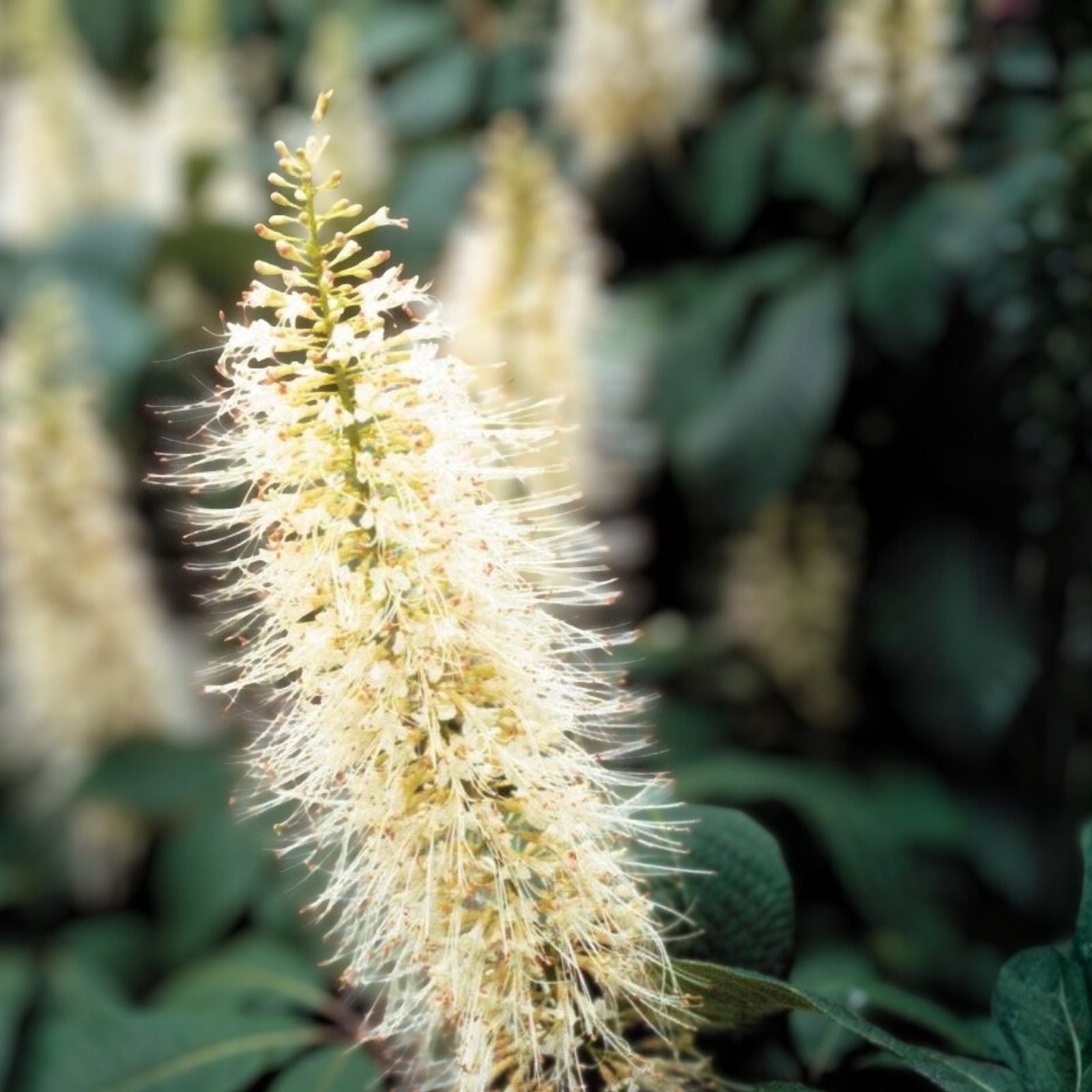 Bottlebrush Buckeye Live Plant 12" Bare Root Shrub Aesculus parviflora Shade Erosion Control Zones 4-8