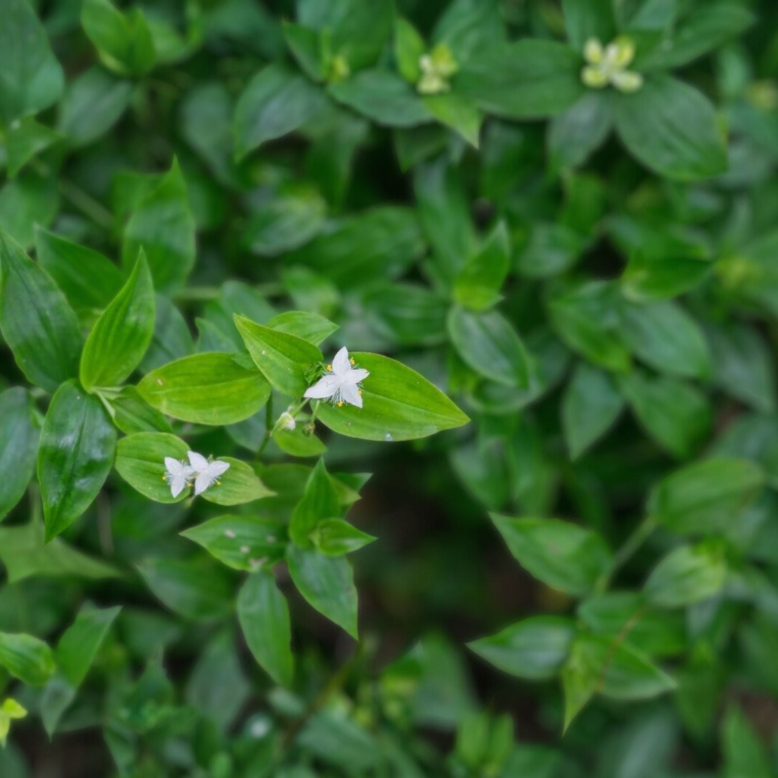 Wandering Jew Plant - Rooted Green Tradescantia Fluminensis Indoor Houseplant - Low Maintenance, Easy Care