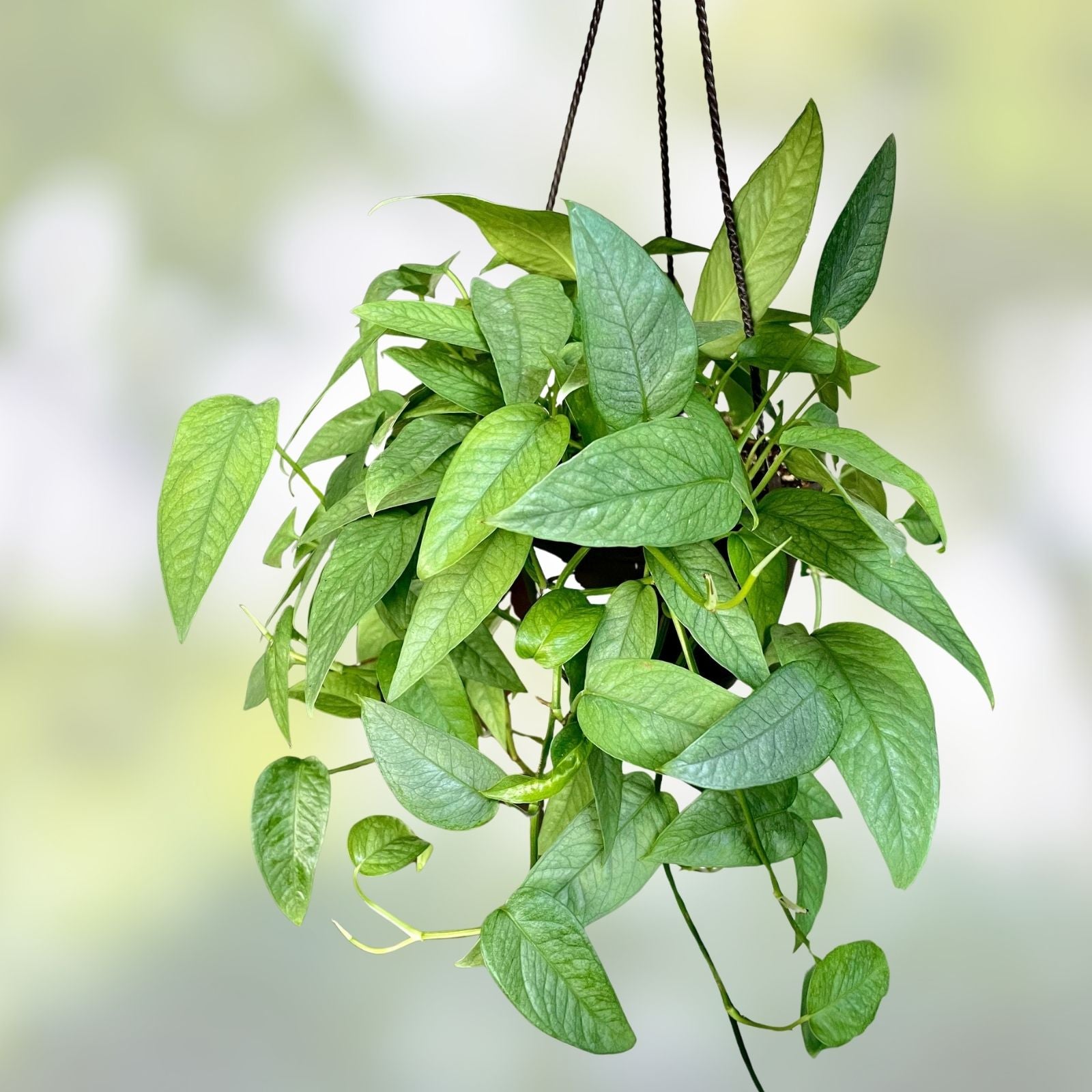 Rooted Cebu Blue Pothos Cuttings Epipremnum aureum Indoor Houseplant Trailing Vine Green Blue Foliage