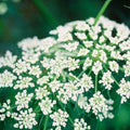 Heirloom Cumin Seeds Non-GMO Cuminum cyminum Spice Herb Seeds for Growing, 100 Pack, Live Plant, Starter, Bare Root