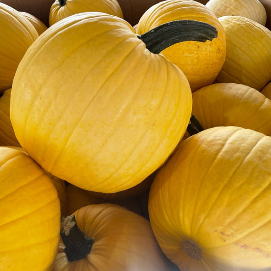 Organic Mellow Yellow Pumpkin Seeds 10 Pack Heirloom Non-GMO Edible Seeds for Home Gardening