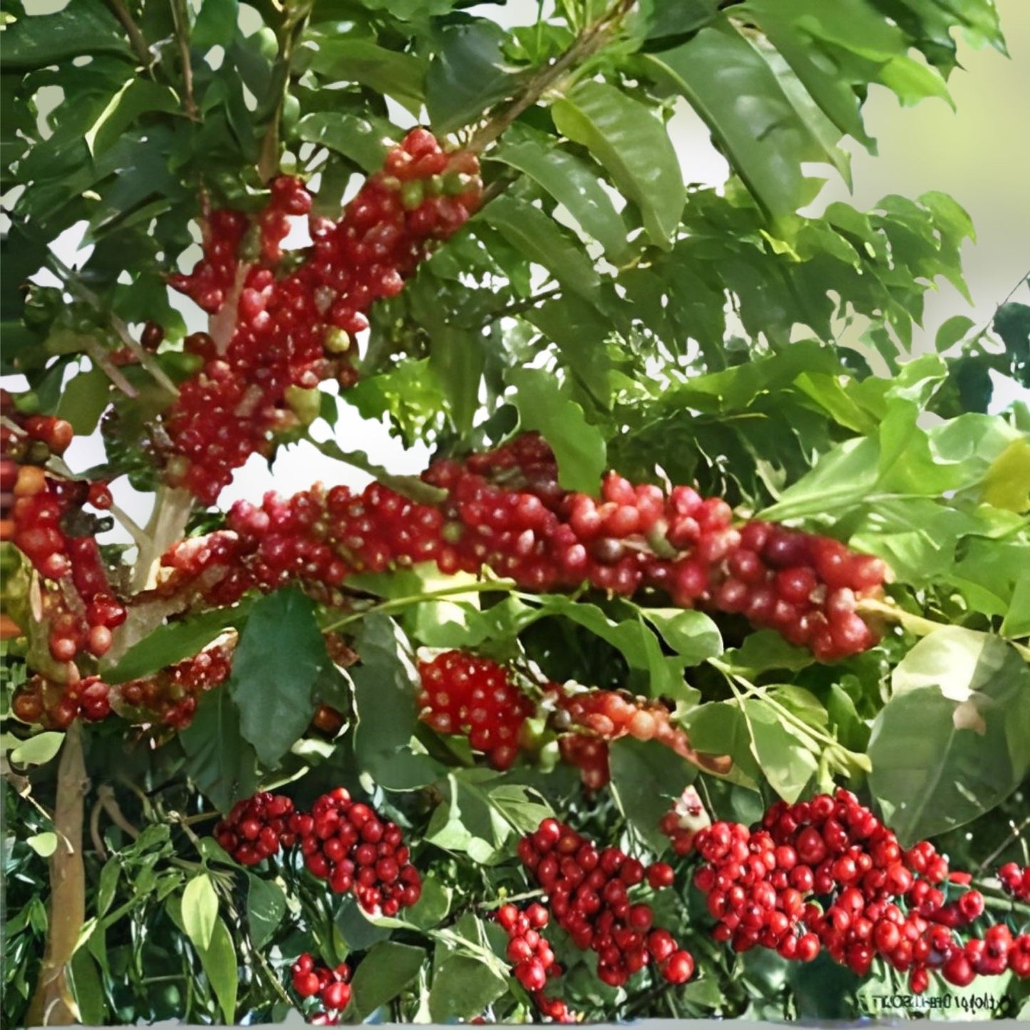Coffee Plant Seeds Arabica Coffea arabica 30 Seeds Live Starter Plant for Garden or Houseplant