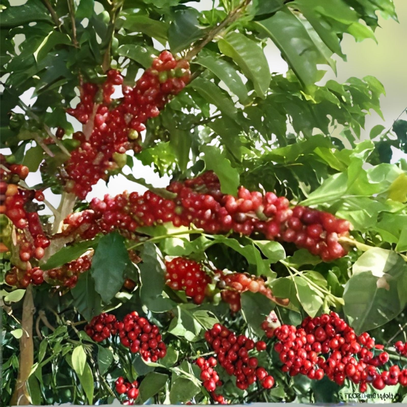 Coffee Plant Seeds Arabica Coffea arabica 30 Seeds Live Starter Plant for Garden or Houseplant