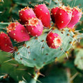 Beavertail Prickly Pear Cactus Pad Cutting Opuntia Basilaris Live Succulent Plant for Indoor Outdoor Gardens