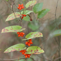 Sarsaparilla Vine Seedlings 10 Pack Smilax pumila Climbing Herbaceous Plant Live Starter Outdoor Garden