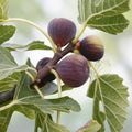Fig Tree Cuttings Col de Dame Grise Ficus carica Live Plant Starter Bare Root 6 Pieces