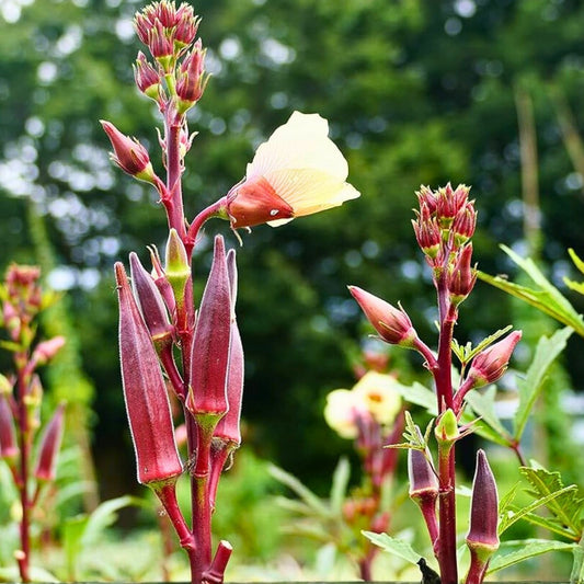 Okra Seeds Red Burgundy Heirloom Non-GMO Garden Seeds 100 Count Abelmoschus esculentus