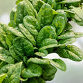 Spinach Seeds 500 Count Bloomsdale Long Standing Heirloom Non-GMO Vegetable Seeds for Gardening