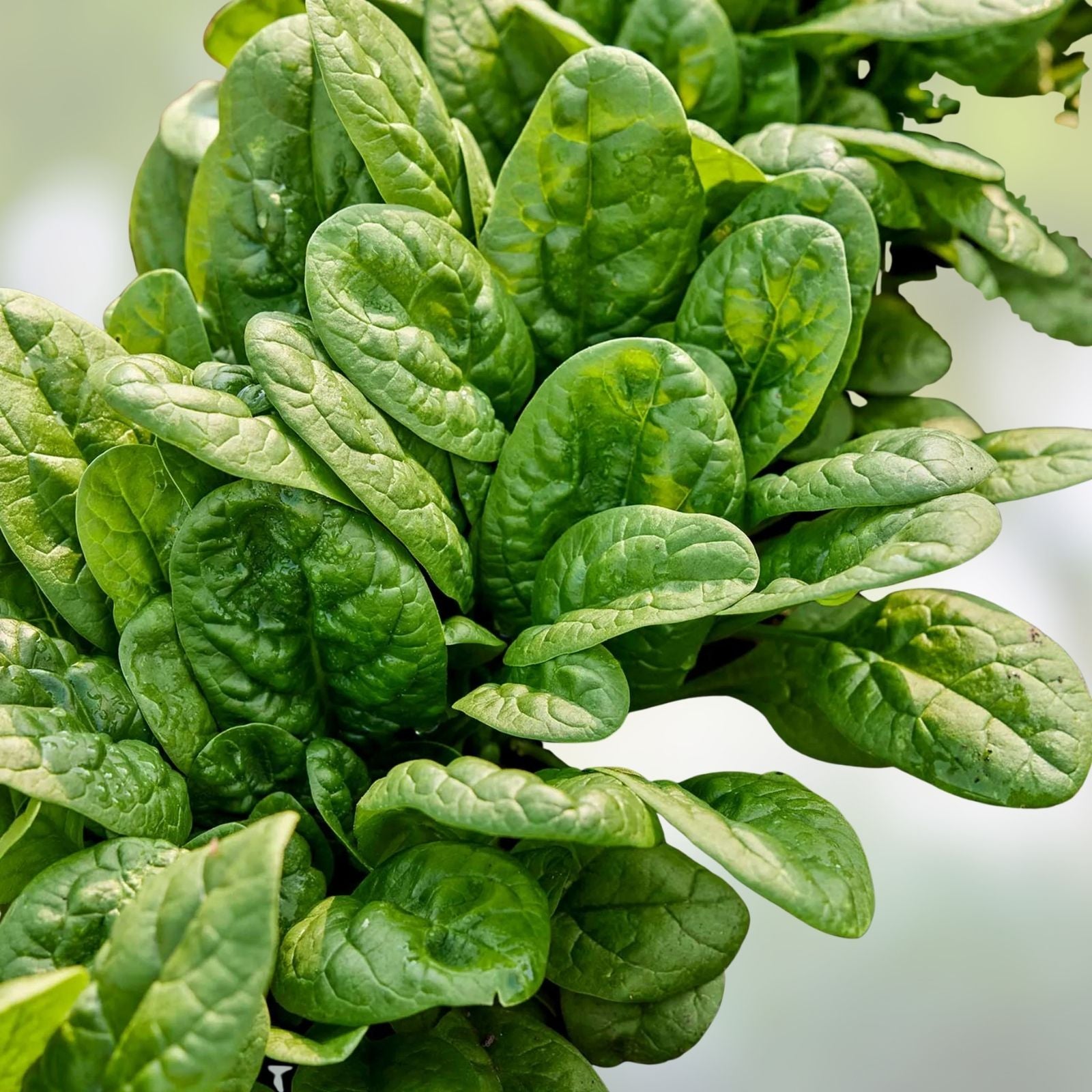 Spinach Seeds 500 Count Bloomsdale Long Standing Heirloom Non-GMO Vegetable Seeds for Gardening