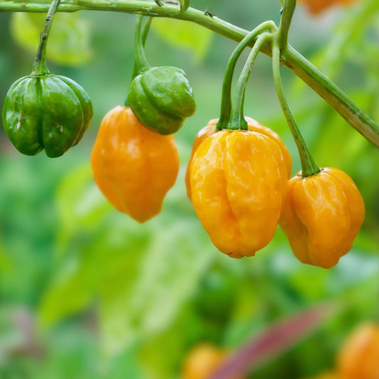 Habanero Pepper Seeds Orange Capsicum chinense Non-GMO Heirloom Spicy Garden Starter Plant Cutting