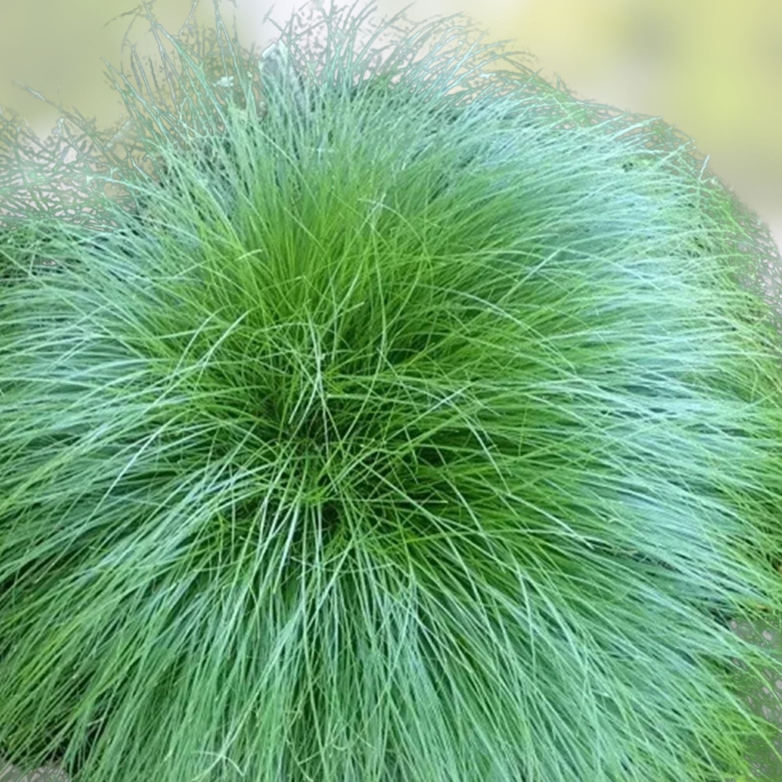 Eastern Red Cedar Tree Seeds 25+ Juniperus virginiana Native Landscaping Wildlife Plant Fast Shipping