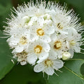 Ninebark Live Plant Set of 2 – Physocarpus opulifolius Bare Root Shrubs – 12-18 Inches for Landscaping Garden
