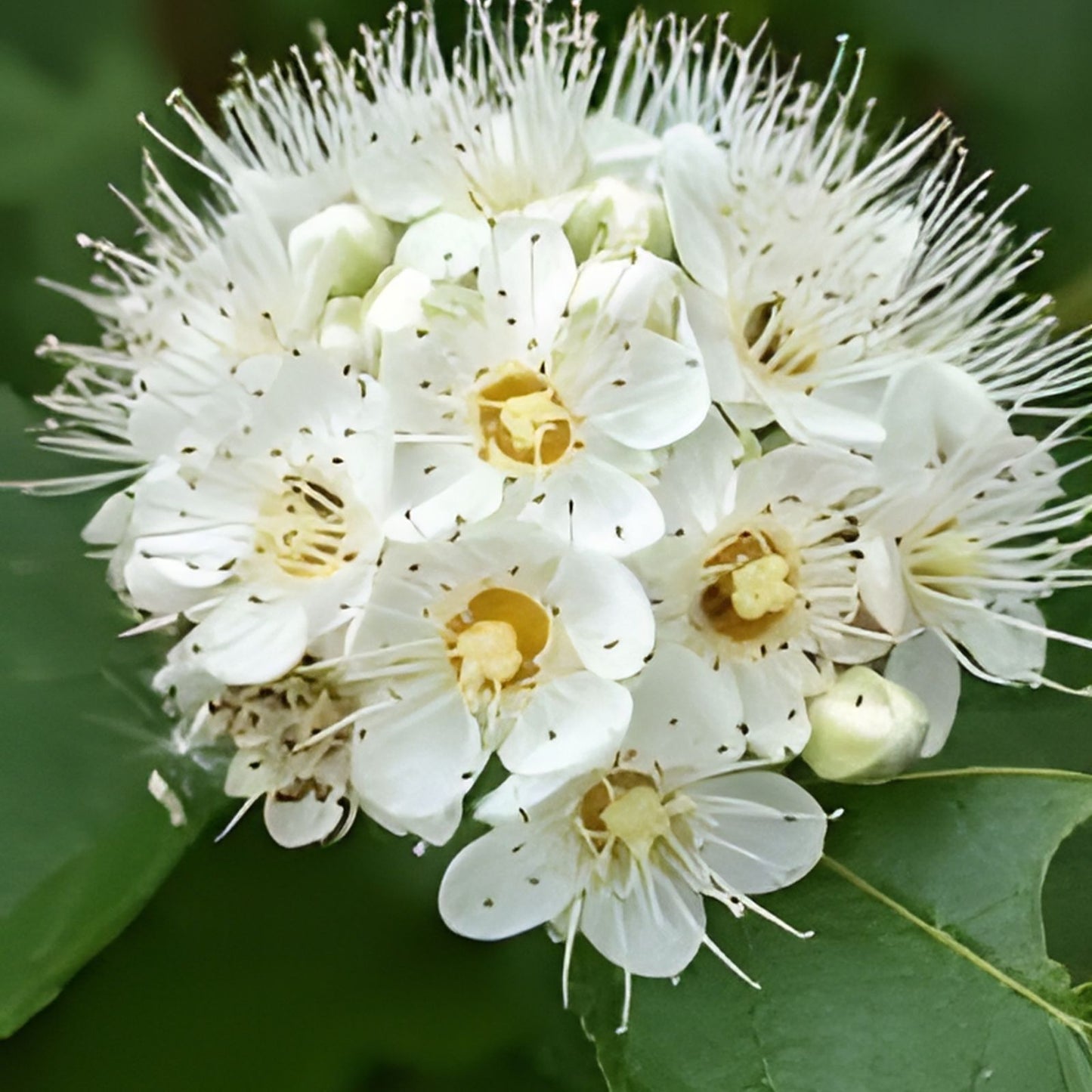 Ninebark Live Plant Set of 2 – Physocarpus opulifolius Bare Root Shrubs – 12-18 Inches for Landscaping Garden